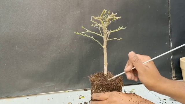 Lemon Tree Bonsai | Indian Bonsai Zone смотреть онлайн