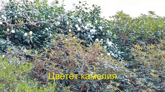 Камелия