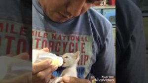 Bottle Feed newly born kitten