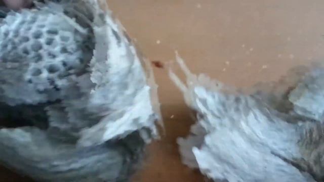 ЧТО В НУТРИ ОСИНОГО ГНЕЗДА смотреть онлайн