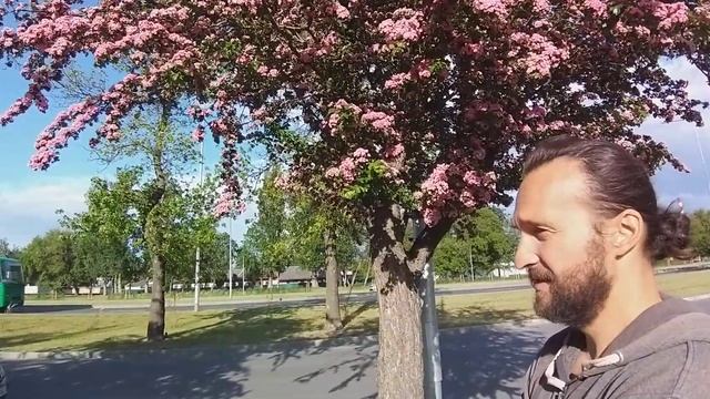 Розовоцветущий боярышник