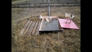 Переделал пруд для гусей и уток.