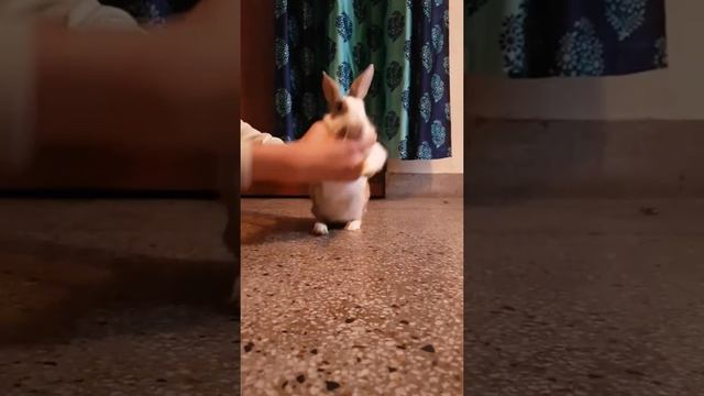 It's my life | rabbit dance | chiku for fun