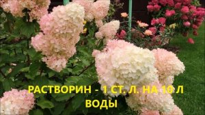 ПОДКОРМКА ГОРТЕНЗИЙ В ИЮНЕ ДЛЯ РОСКОШНОГО ЦВЕТЕНИЯ И КРУПНЫХ СОЦВЕТИЙ