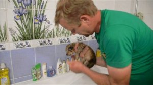 КУПАНИЕ СПАСЕННЫХ ЛЬВЯТ  !!! Тайган .Крым