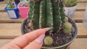 эхинопсис.размножение эхинопсиса мой опыт.