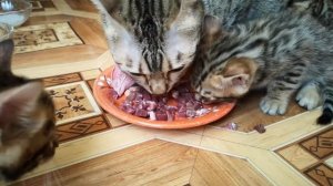 Все кошки - облигатные хищники. Котята в 5 недель едят мясо!