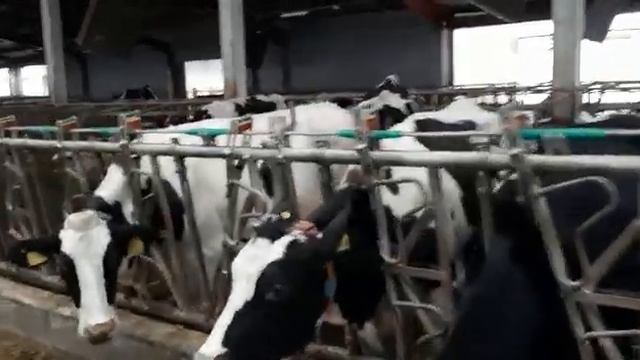800 голов коров в продаже. Молочные коровы. Племенные нетели живым весом. agrokros.ru #крс