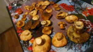Каштановый гриб (Gyroporus castaneus)
