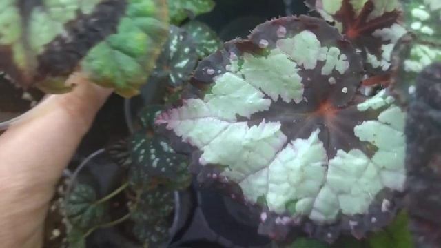 Комнатные растения. смотреть онлайн