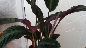 Калатея Варшевича-мой подарок от мужа на 8 марта ☺️?