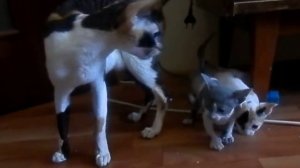 Котята корниш рекс разговаривают с мамой. Cornish Rex Kittens talk with mom