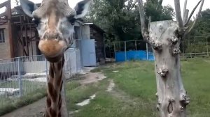 Зоопарк Жираф 2016