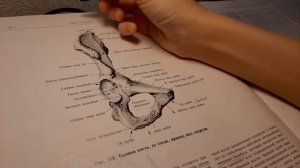 Study with me // зачетная неделя в медицинском // первый зачет (по остеологии) // моя учеба в меде