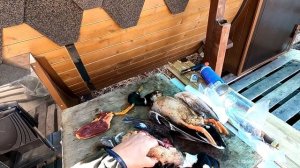 Интересный способ обработки  тушки дикой утки