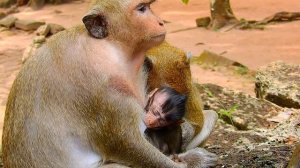 MG, Baby Daniela Cry Hard, Dolly Monkey Hang Up Her Head Seriously, Very Pity baby Meet all Time