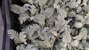 Краснодар Цветочный рынок 21 июня 2023г