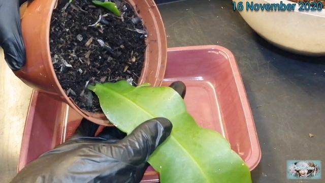 Potting/Repotting Rooted Cactus Stem | Epiphyllum oxypetalum | Using Epiphytic Soil Mix | NOV 2020 смотреть онлайн