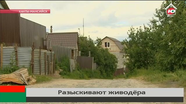 В Ханты-Мансийске разыскивают живодёра смотреть онлайн