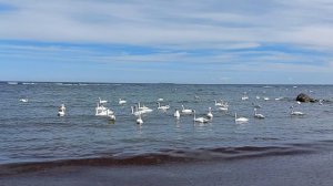 Лебеди в Заостровье (11 мая 2024 года)