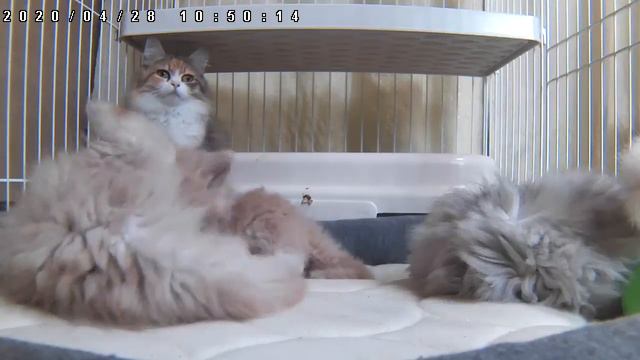 Котята живой.　исцеление и отдых　vol.40　★Я всегда здесь жду в любое время★ смотреть онлайн