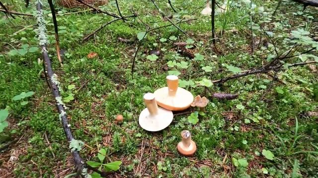 ❗ ГРИБЫ ПРУТ в АВГУСТЕ ПОЛЯНАМИ их МИЛЛИОНЫ?ГРУЗДЬ, ЕЖОВИК и ЛИСИЧКА. Грибы 2023 в Подмосковье смотреть онлайн