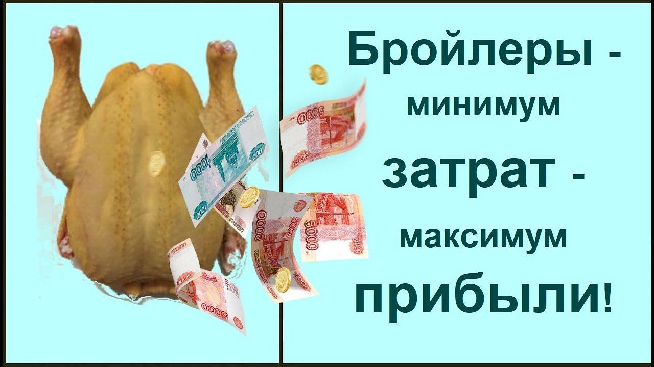 Бройлеры от покупки до забоя. Почему именно КБ 500