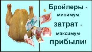 Бройлеры от покупки до забоя. Почему именно КБ 500