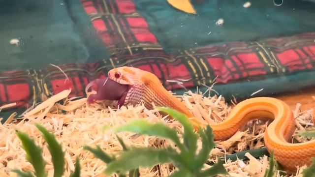 Baby Albino butter motley corn snake : feeding video #1 смотреть онлайн