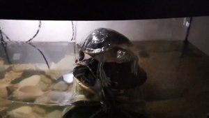 Песня про Пузо)) Ефимыч и ЖКТ, и матрица Гаряева щитовидная железа)))