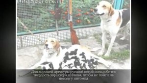 Русская пегая гончая Крупные породы собак