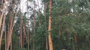 БЛАГОДАРНОСТЬ НЫНЬЧЕ НЕ В МОДЕ . ИНГА ХОСРОЕВА . ВЕДЬМИНА ИЗБА ?