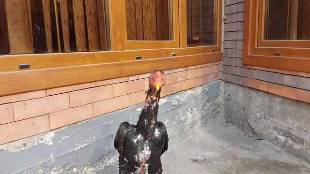 О Шамо, смотреть онлайн