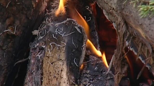 The Last Of America's Wild Horses (Wildlife Documentary) | Natural Kingdom | Real Wild смотреть онлайн