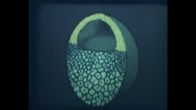 Эмбриональное развитие.wmv