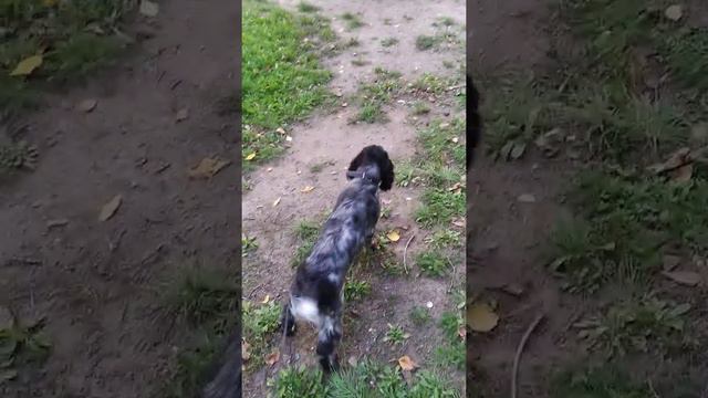 Щенок Спаниель лает на взрослую собаку. смотреть онлайн