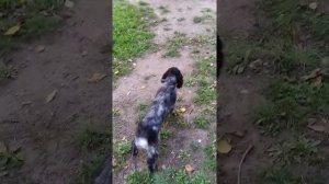 Щенок Спаниель лает на взрослую собаку.