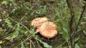 ГРИБНАЯ ОХОТА - сбор грибов/ РЫЖИКИ