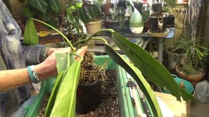 Anthurium Vittarifolium