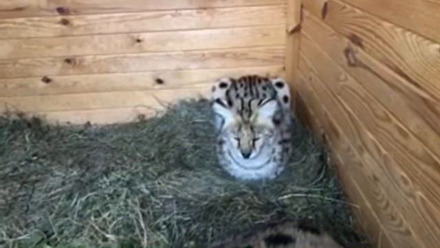 Стрим экстрим 26 ноября 2022