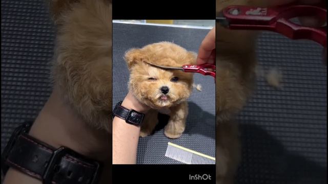 cute dog #youtube #shots #video