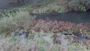 Охота на утку "с подхода" на реке. Утка, которая очень хотела жить.