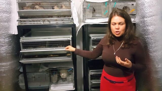 Перепела в квартире - бройлерные фараоны и мясо-яичные маньчжурцы