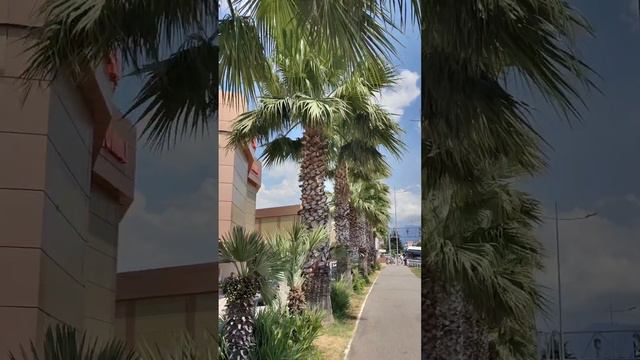 petal_20240718_154409.mp4