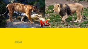 АЗИАТСКИЙ ЛЕВ ПРОТИВ ИНДОКИТАЙСКОГО ТИГРА INDO-CHINESE TIGER VERSUS ASIATIC LION