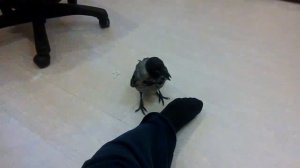 Бой Вороны и Попугая