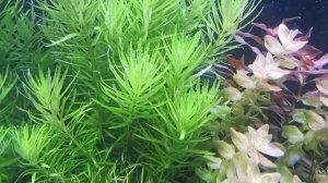 Фосфат или фосфор в аквариуме. Почему исчезает, пропадает, обнуляется фосфат, сколько его нужно.