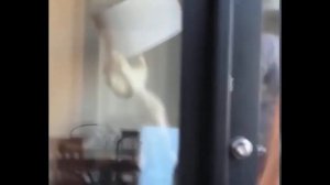 Кот на Люстре Висит  Кошки и Лампа  Приколы с котами