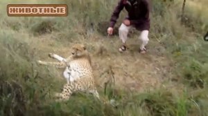 Гепард мурлыканье - Милые Большие кошки. Видео Подборка