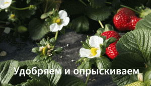 Как удобрять клубнику. Чем опрыскивать клубнику. Спустя 2 недели прижилась ли клубника.